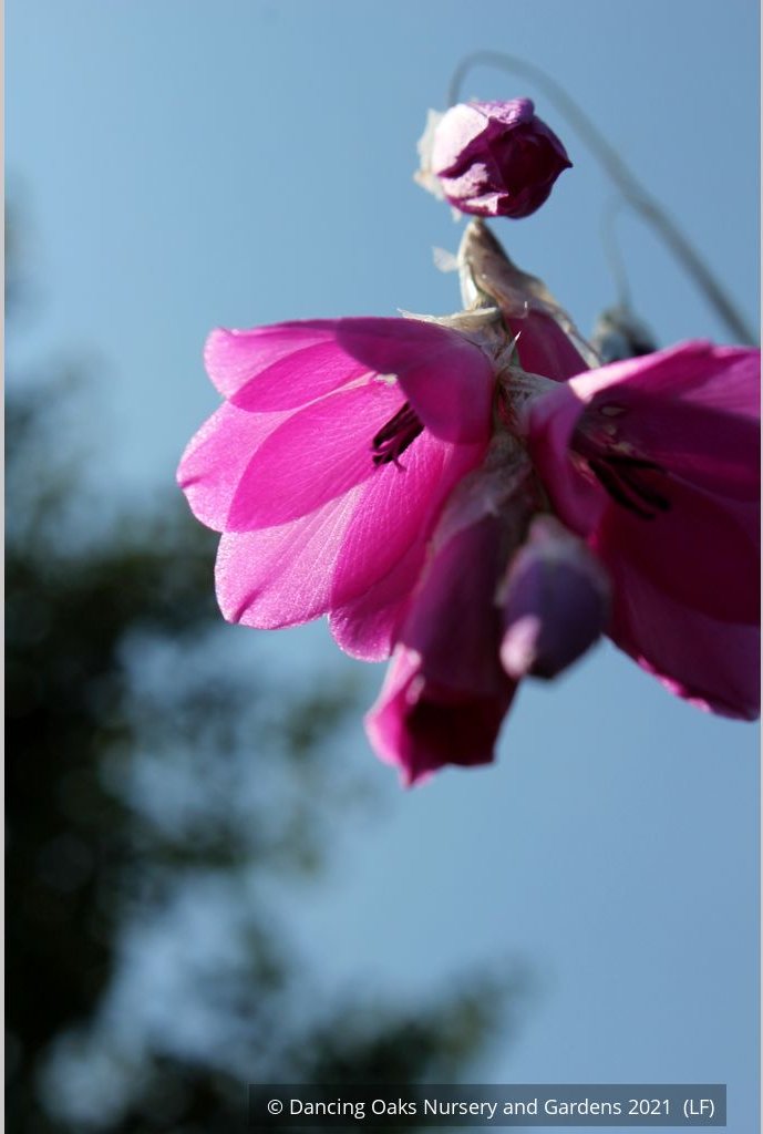 Perennials ~ Dierama pulcherrimum, Angel's Fishing Rod ~ Dancing Oaks Nursery and Gardens ~ Retail Nursery ~ Mail Order Nursery