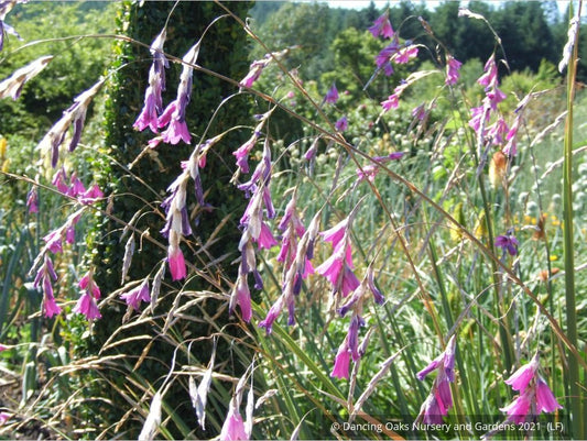 Perennials ~ Dierama pulcherrimum, Angel's Fishing Rod ~ Dancing Oaks Nursery and Gardens ~ Retail Nursery ~ Mail Order Nursery