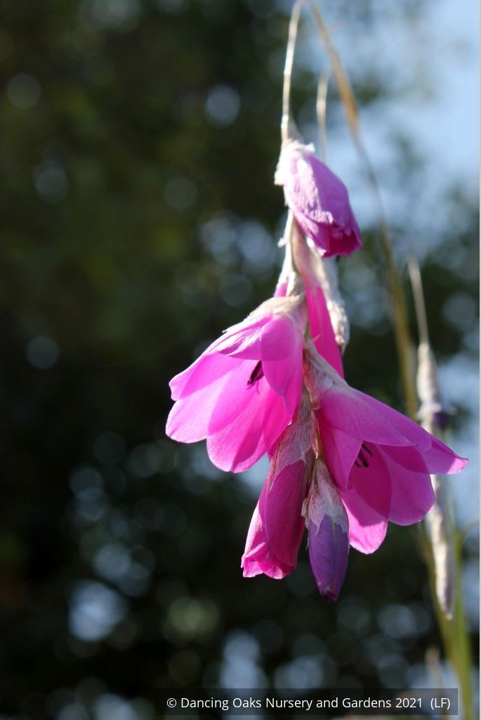 Perennials ~ Dierama pulcherrimum, Angel's Fishing Rod ~ Dancing Oaks Nursery and Gardens ~ Retail Nursery ~ Mail Order Nursery