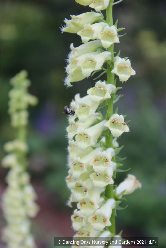 Perennials ~ Digitalis species, Perennial Foxglove ~ Dancing Oaks Nursery and Gardens ~ Retail Nursery ~ Mail Order Nursery