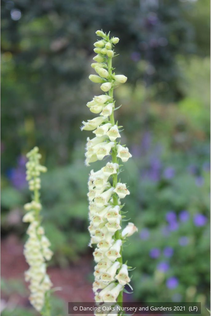 Perennials ~ Digitalis species, Perennial Foxglove ~ Dancing Oaks Nursery and Gardens ~ Retail Nursery ~ Mail Order Nursery