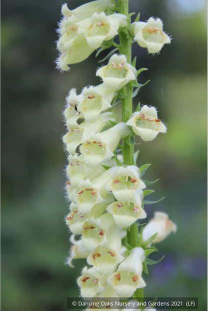 Perennials ~ Digitalis species, Perennial Foxglove ~ Dancing Oaks Nursery and Gardens ~ Retail Nursery ~ Mail Order Nursery