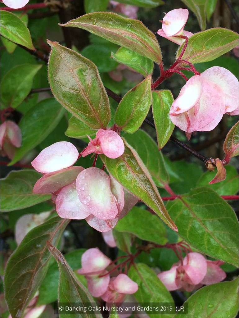 Shrubs ~ Dipelta floribunda, Rosy Dipelta or Chinese Honeysuckle Shrub ~ Dancing Oaks Nursery and Gardens ~ Retail Nursery ~ Mail Order Nursery