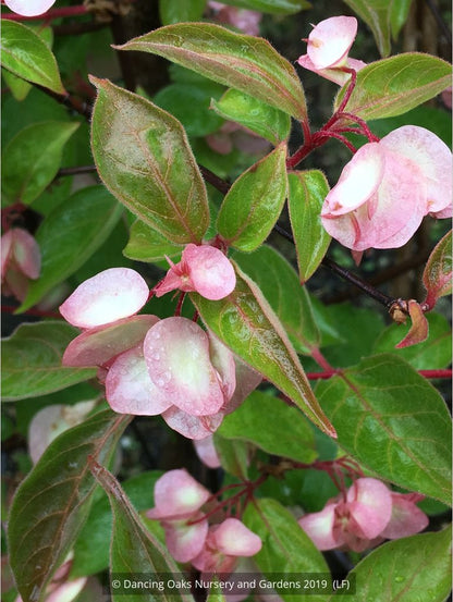 Shrubs ~ Dipelta floribunda, Rosy Dipelta or Chinese Honeysuckle Shrub ~ Dancing Oaks Nursery and Gardens ~ Retail Nursery ~ Mail Order Nursery