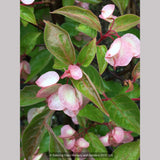 Shrubs ~ Dipelta floribunda, Rosy Dipelta or Chinese Honeysuckle Shrub ~ Dancing Oaks Nursery and Gardens ~ Retail Nursery ~ Mail Order Nursery