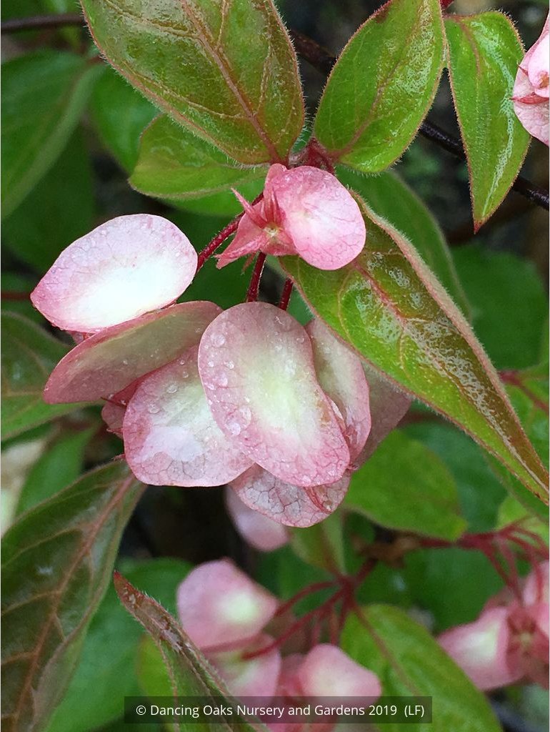 Shrubs ~ Dipelta floribunda, Rosy Dipelta or Chinese Honeysuckle Shrub ~ Dancing Oaks Nursery and Gardens ~ Retail Nursery ~ Mail Order Nursery