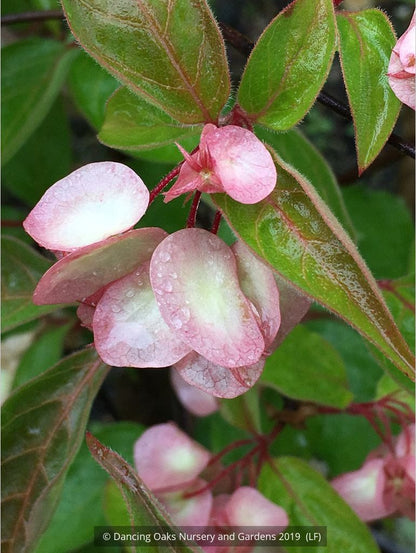 Shrubs ~ Dipelta floribunda, Rosy Dipelta or Chinese Honeysuckle Shrub ~ Dancing Oaks Nursery and Gardens ~ Retail Nursery ~ Mail Order Nursery