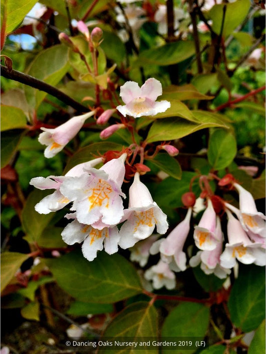 Shrubs ~ Dipelta floribunda, Rosy Dipelta or Chinese Honeysuckle Shrub ~ Dancing Oaks Nursery and Gardens ~ Retail Nursery ~ Mail Order Nursery