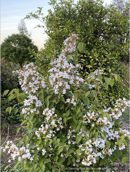 Dipelta floribunda, Rosy Dipelta or Chinese Honeysuckle Shrub