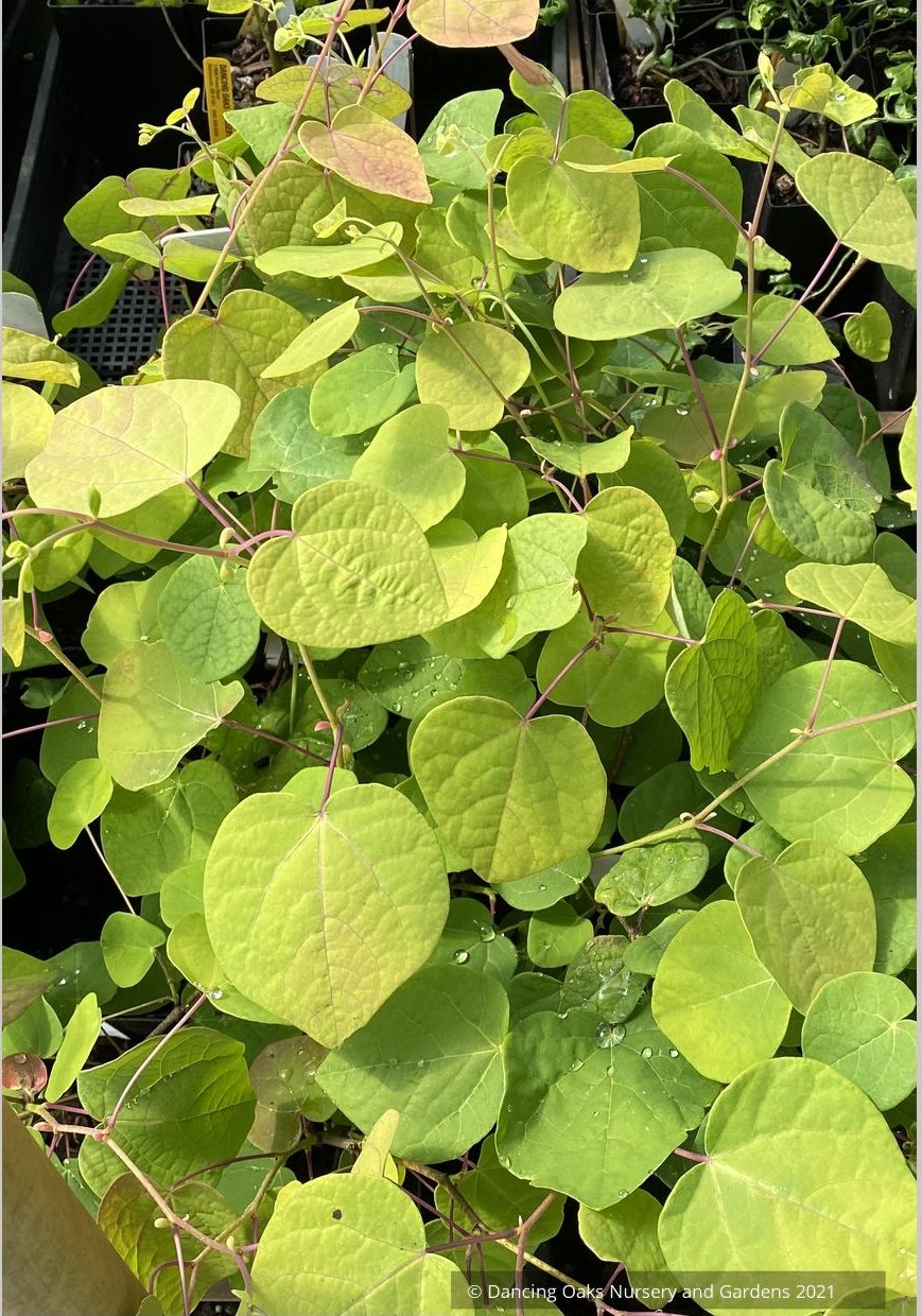 Disanthus cercidifolius, Redbud Hazel