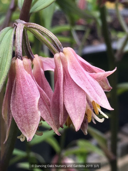 Perennials ~ Disporum bodinieri (syn. brachystemon), Fairy Bells ~ Dancing Oaks Nursery and Gardens ~ Retail Nursery ~ Mail Order Nursery