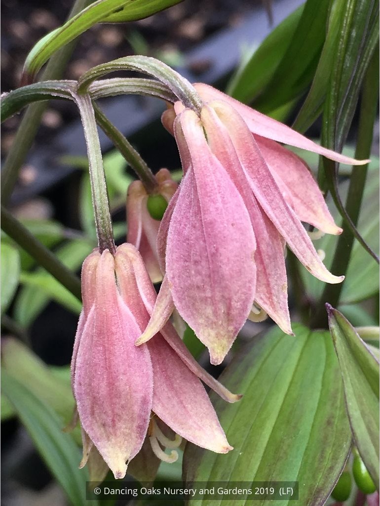Perennials ~ Disporum bodinieri (syn. brachystemon), Fairy Bells ~ Dancing Oaks Nursery and Gardens ~ Retail Nursery ~ Mail Order Nursery