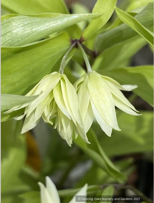 Disporum smilacinum 'Flore Pleno', Double Fairy Lantern
