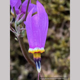 Dodecatheon meadia 'Queen Victoria', Shooting Star