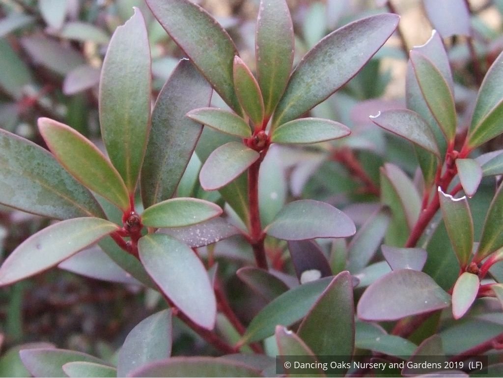 Shrubs ~ Tasmannia lanceolata (syn. Drimys lanceolata), Tasmanian Pepper Bush ~ Dancing Oaks Nursery and Gardens ~ Retail Nursery ~ Mail Order Nursery