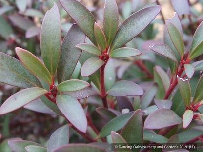 Shrubs ~ Tasmannia lanceolata (syn. Drimys lanceolata), Tasmanian Pepper Bush ~ Dancing Oaks Nursery and Gardens ~ Retail Nursery ~ Mail Order Nursery