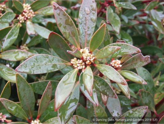 Shrubs ~ Tasmannia lanceolata (syn. Drimys lanceolata), Tasmanian Pepper Bush ~ Dancing Oaks Nursery and Gardens ~ Retail Nursery ~ Mail Order Nursery