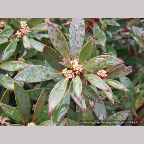 Shrubs ~ Tasmannia lanceolata (syn. Drimys lanceolata), Tasmanian Pepper Bush ~ Dancing Oaks Nursery and Gardens ~ Retail Nursery ~ Mail Order Nursery