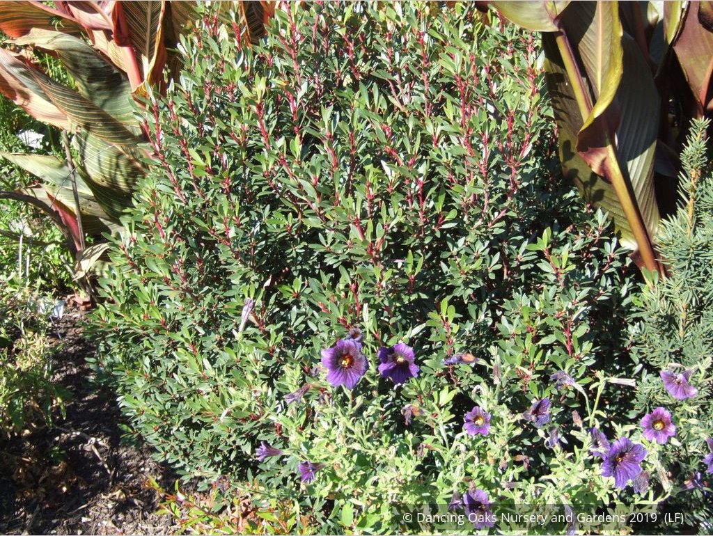 Shrubs ~ Tasmannia lanceolata (syn. Drimys lanceolata), Tasmanian Pepper Bush ~ Dancing Oaks Nursery and Gardens ~ Retail Nursery ~ Mail Order Nursery