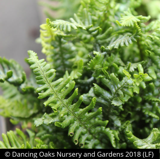 Ferns ~ Dryopteris affinis 'Crispa Gracilis' ~ Dancing Oaks Nursery and Gardens ~ Retail Nursery ~ Mail Order Nursery
