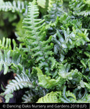 Ferns ~ Dryopteris affinis 'Crispa Gracilis' ~ Dancing Oaks Nursery and Gardens ~ Retail Nursery ~ Mail Order Nursery