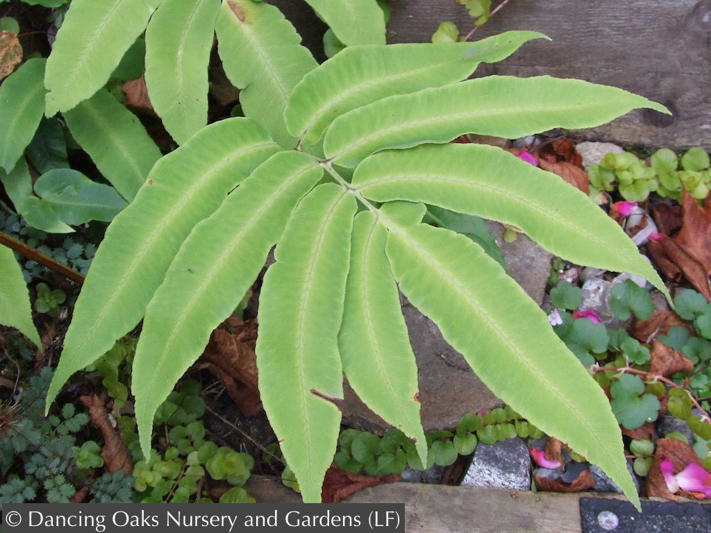 Ferns ~ Dryopteris sieboldii, Japanese Wood Fern ~ Dancing Oaks Nursery and Gardens ~ Retail Nursery ~ Mail Order Nursery