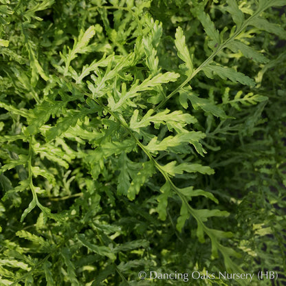 Ferns ~ Dryopteris filix-mas 'Linearis Polydactyla', Slender Crested Male Fern ~ Dancing Oaks Nursery and Gardens ~ Retail Nursery ~ Mail Order Nursery