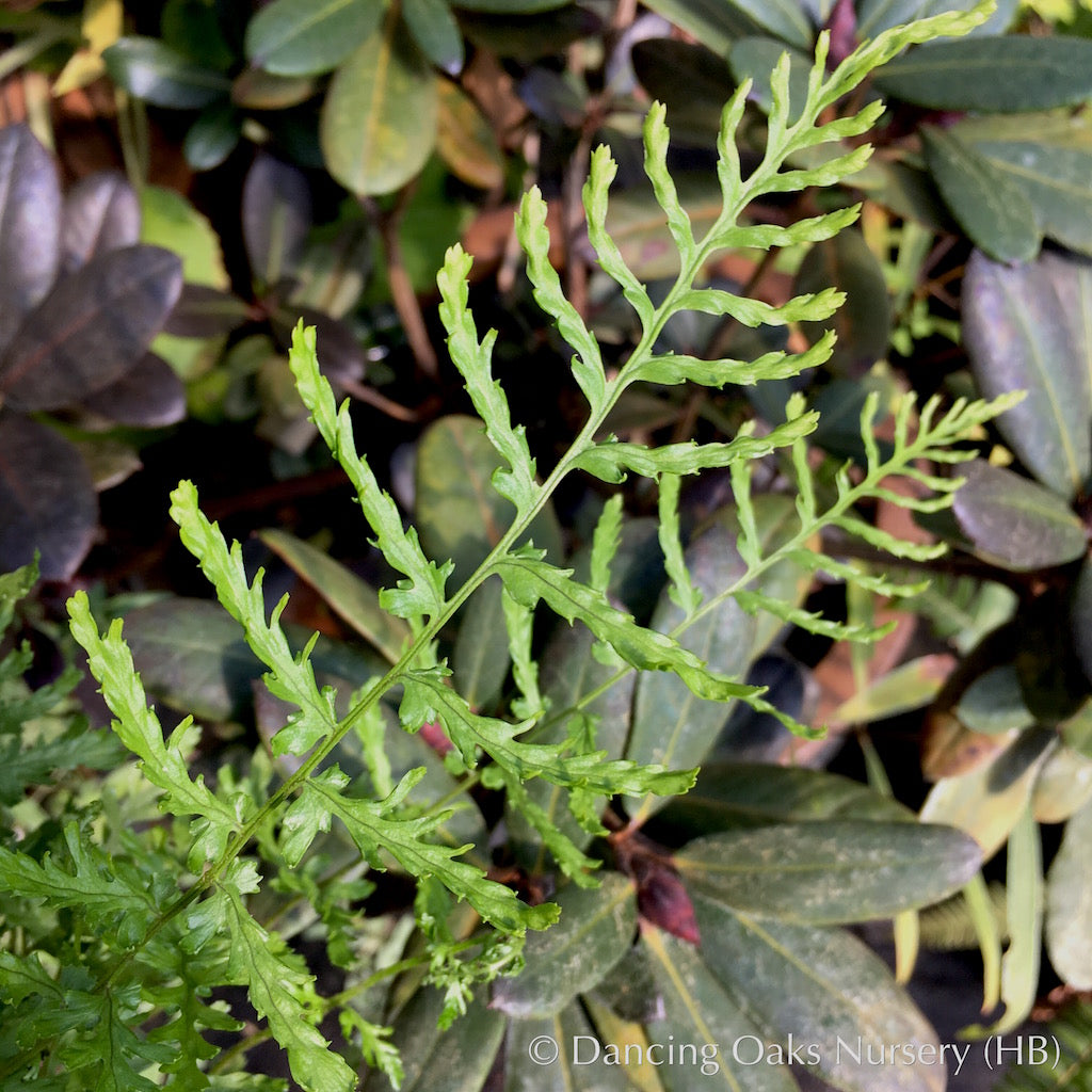 Dryopteris filix-mas 'Linearis Polydactyla', Slender Crested Male Fern ...