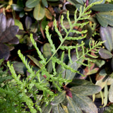 Ferns ~ Dryopteris filix-mas 'Linearis Polydactyla', Slender Crested Male Fern ~ Dancing Oaks Nursery and Gardens ~ Retail Nursery ~ Mail Order Nursery