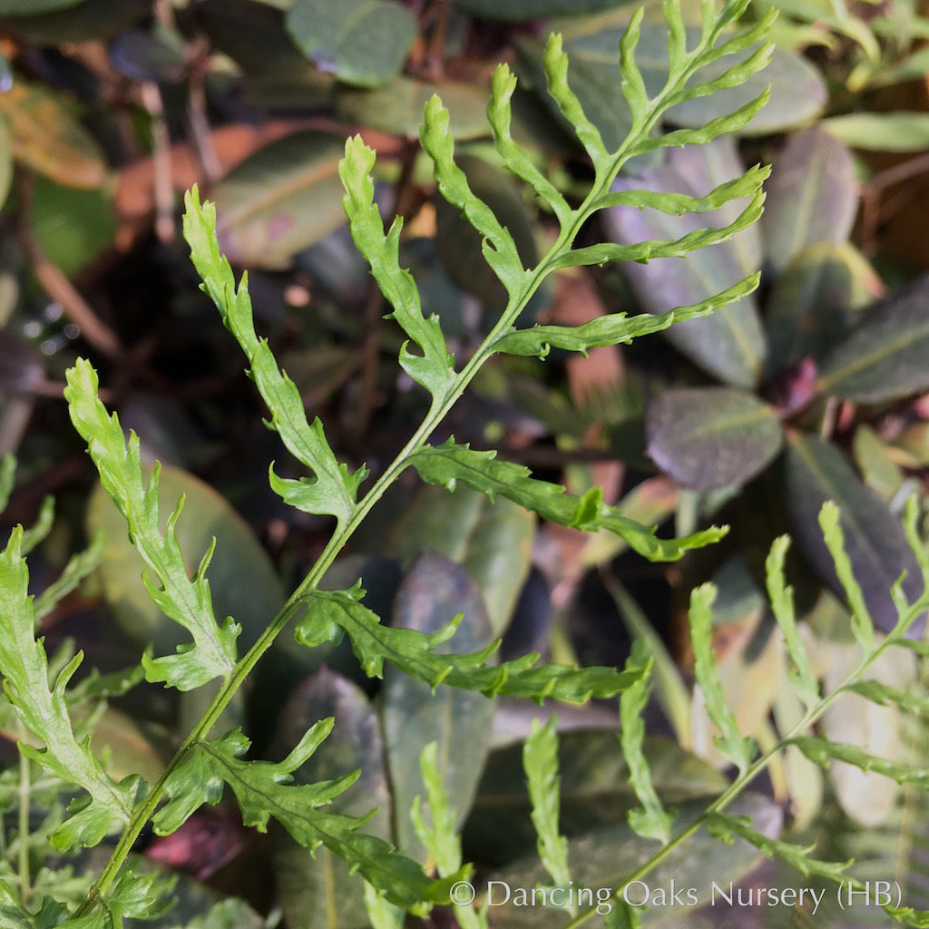 Ferns ~ Dryopteris filix-mas 'Linearis Polydactyla', Slender Crested Male Fern ~ Dancing Oaks Nursery and Gardens ~ Retail Nursery ~ Mail Order Nursery