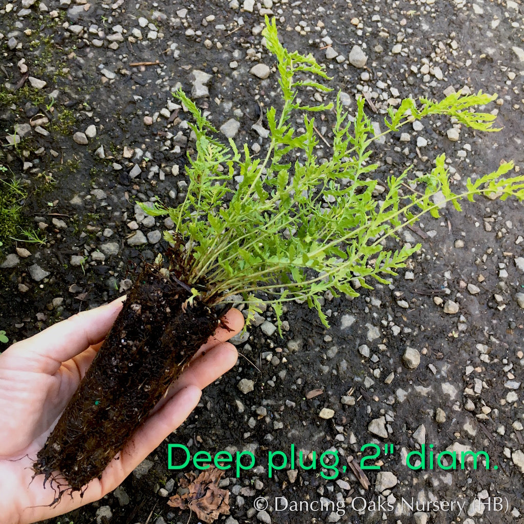 Ferns ~ Dryopteris filix-mas 'Linearis Polydactyla', Slender Crested Male Fern ~ Dancing Oaks Nursery and Gardens ~ Retail Nursery ~ Mail Order Nursery