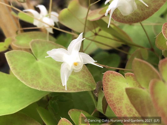 Perennials ~ Epimedium x youngianum 'White Star', Barrenwort ~ Dancing Oaks Nursery and Gardens ~ Retail Nursery ~ Mail Order Nursery