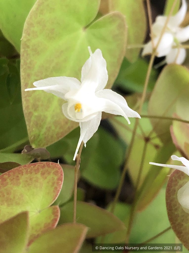 Perennials ~ Epimedium x youngianum 'White Star', Barrenwort ~ Dancing Oaks Nursery and Gardens ~ Retail Nursery ~ Mail Order Nursery