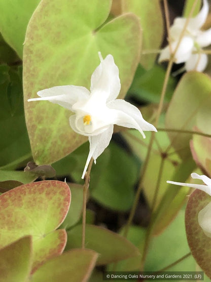 Perennials ~ Epimedium x youngianum 'White Star', Barrenwort ~ Dancing Oaks Nursery and Gardens ~ Retail Nursery ~ Mail Order Nursery