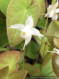 Epimedium x youngianum 'White Star', Barrenwort