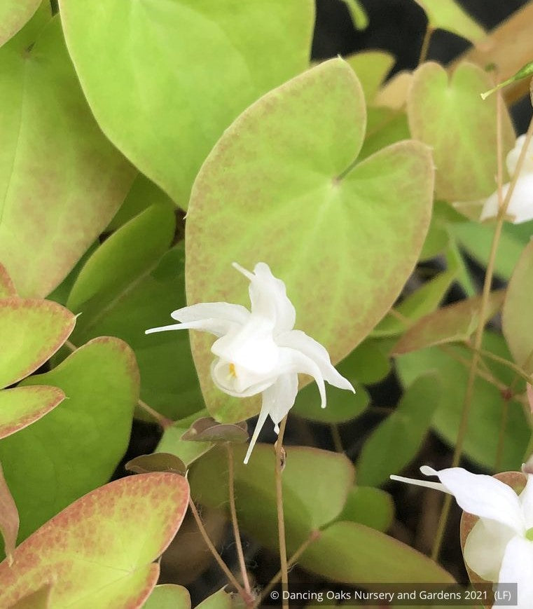 Perennials ~ Epimedium x youngianum 'White Star', Barrenwort ~ Dancing Oaks Nursery and Gardens ~ Retail Nursery ~ Mail Order Nursery