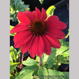 Perennials ~ Echinacea Sombrero® 'Baja Burgundy' PPAF, Coneflower ~ Dancing Oaks Nursery and Gardens ~ Retail Nursery ~ Mail Order Nursery