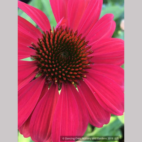 Perennials ~ Echinacea Sombrero® 'Baja Burgundy' PPAF, Coneflower ~ Dancing Oaks Nursery and Gardens ~ Retail Nursery ~ Mail Order Nursery