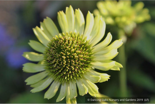 Perennials ~ Echinacea 'Green Jewel' PP18,678, Coneflower ~ Dancing Oaks Nursery and Gardens ~ Retail Nursery ~ Mail Order Nursery