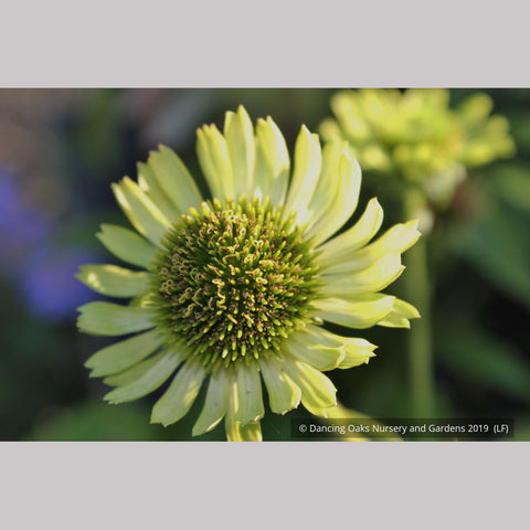 Perennials ~ Echinacea 'Green Jewel' PP18,678, Coneflower ~ Dancing Oaks Nursery and Gardens ~ Retail Nursery ~ Mail Order Nursery