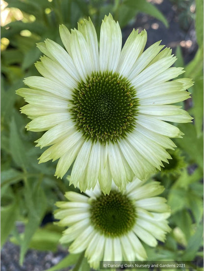 Echinacea 'Green Jewel' PP18,678, Coneflower