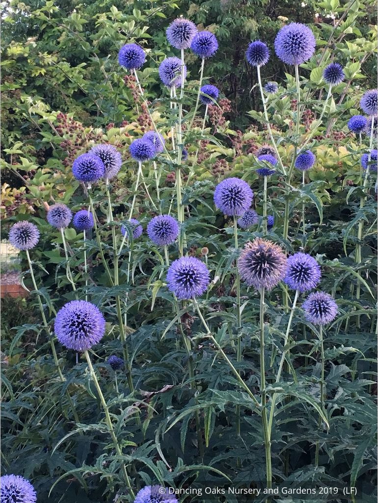 Perennials ~ Echinops - Russ Graham selection ~ Dancing Oaks Nursery and Gardens ~ Retail Nursery ~ Mail Order Nursery