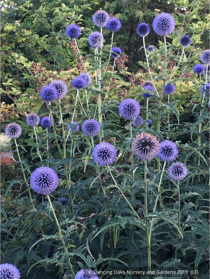 Perennials ~ Echinops - Russ Graham selection ~ Dancing Oaks Nursery and Gardens ~ Retail Nursery ~ Mail Order Nursery