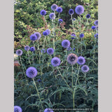 Perennials ~ Echinops - Russ Graham selection ~ Dancing Oaks Nursery and Gardens ~ Retail Nursery ~ Mail Order Nursery