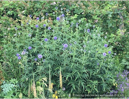 Perennials ~ Echinops - Russ Graham selection ~ Dancing Oaks Nursery and Gardens ~ Retail Nursery ~ Mail Order Nursery