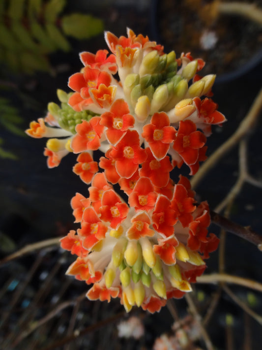 Shrubs ~ Edgeworthia chrysantha 'Red Dragon', Paper Bush ~ Dancing Oaks Nursery and Gardens ~ Retail Nursery ~ Mail Order Nursery