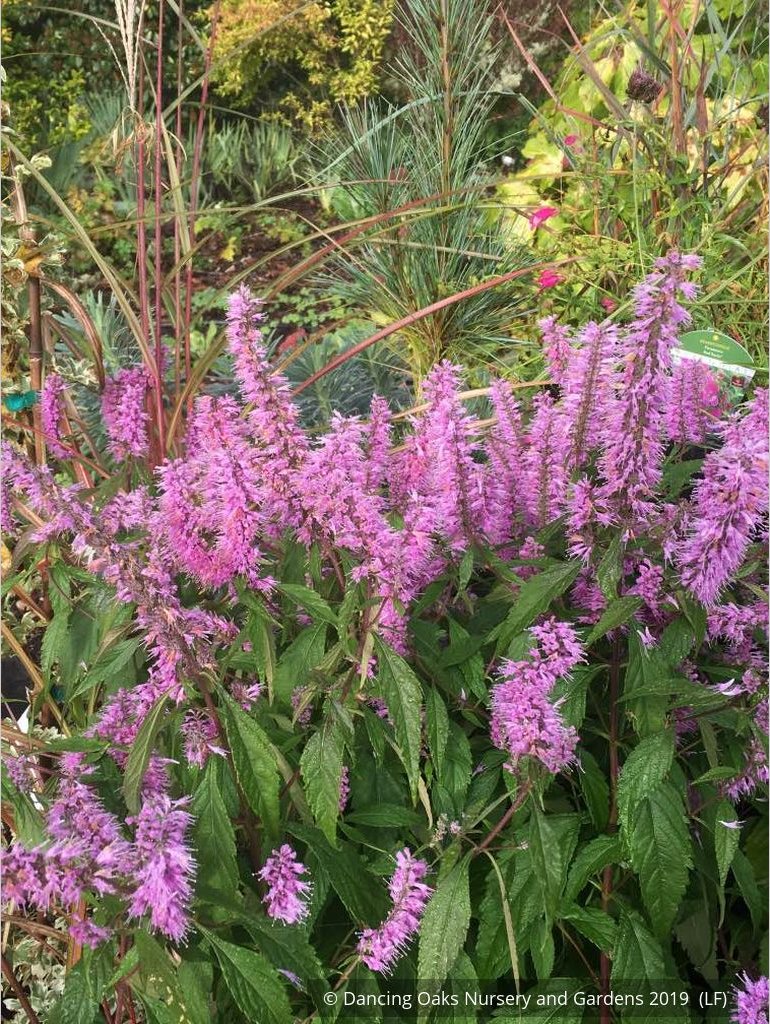 Perennials ~ Elsholtzia stauntonii, Chinese Mint Shrub ~ Dancing Oaks Nursery and Gardens ~ Retail Nursery ~ Mail Order Nursery