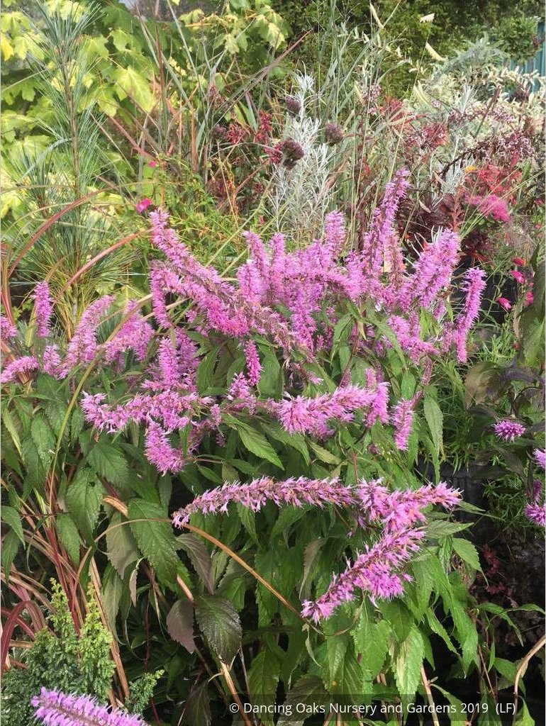 Perennials ~ Elsholtzia stauntonii, Chinese Mint Shrub ~ Dancing Oaks Nursery and Gardens ~ Retail Nursery ~ Mail Order Nursery