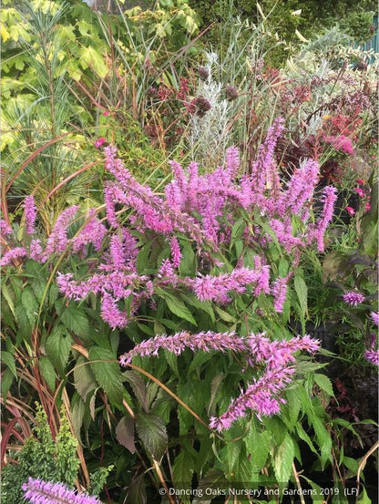 Perennials ~ Elsholtzia stauntonii, Chinese Mint Shrub ~ Dancing Oaks Nursery and Gardens ~ Retail Nursery ~ Mail Order Nursery