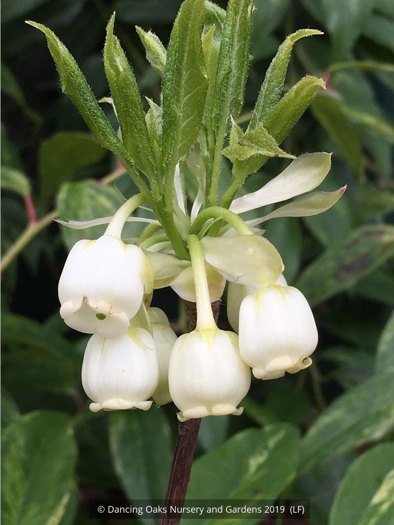 Shrubs ~ Enkianthus serrulatus, White Bell Enkianthus ~ Dancing Oaks Nursery and Gardens ~ Retail Nursery ~ Mail Order Nursery